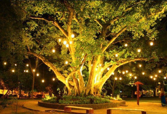 Árbol de la vida San Bernardino Paraguay