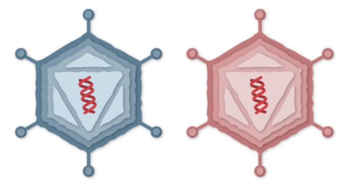 ADN dentro de los adenovirus