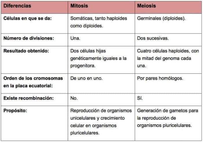 Cuadro comparativo Mitosis y meiosis