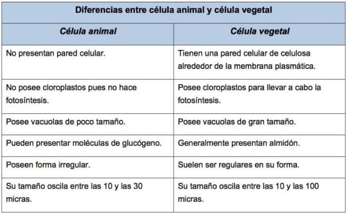 Cuadro comparativo célula animal y célula vegetal