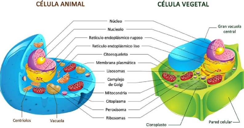 Diferencia entre la célula animal y la célula vegetal