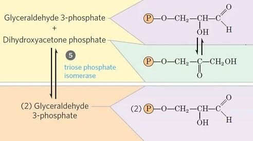 Isomerización de fosfato de dihidroxiacetona - glucólisis