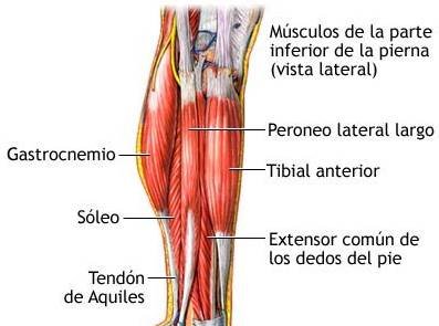 Musculo tibial anterior