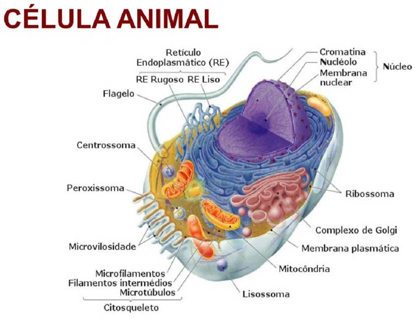 Partes de la célula animal