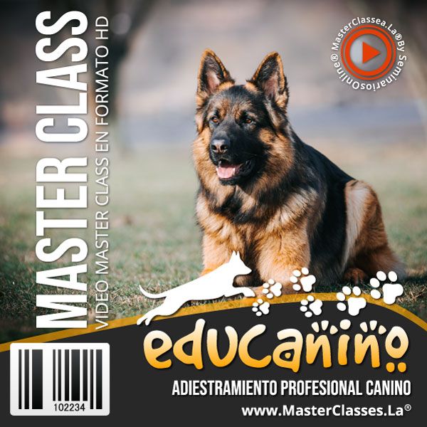 adiestramiento canino conviertete en un entrenador de perros