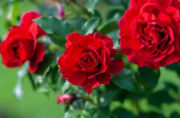 Significado de las rosas rojas