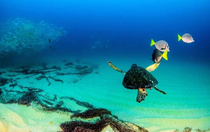 Cabo-Pulmo-tortugas