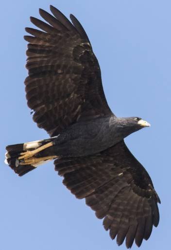 Uribitinga o halcón negro -  lista de animales que empiezan con u