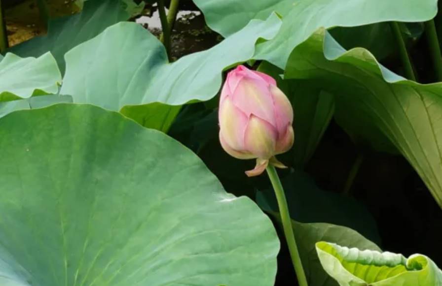 Qué significa la flor de loto cerrada