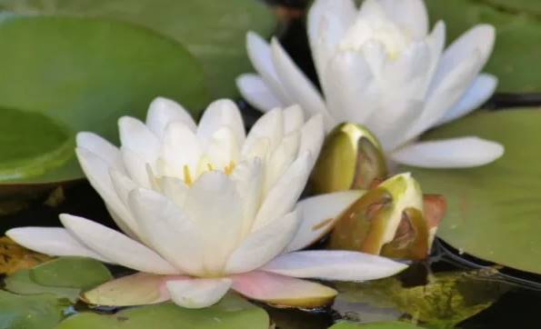 significado de la flor de loto blanco