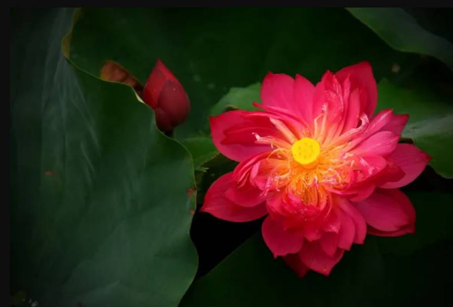 significado de la flor de loto rojo